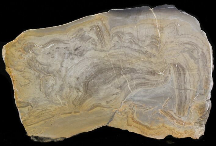 Devonian Stromatolite Slice - Orkney, Scotland #40122